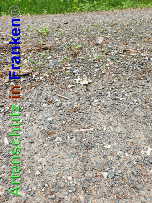 © Artenschutz in Franken® Bild zum Eintrag (1024991-160)