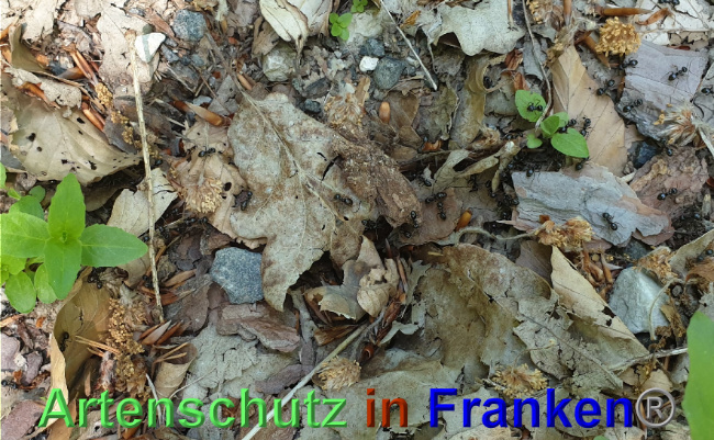 © Artenschutz in Franken® Bild zum Eintrag (1024997-160)