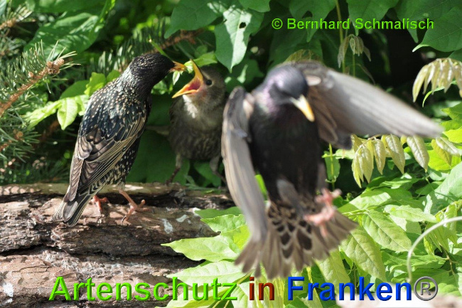 © Artenschutz in Franken® / Bernhard Schmalisch Bild zum Eintrag (1025287-160)
