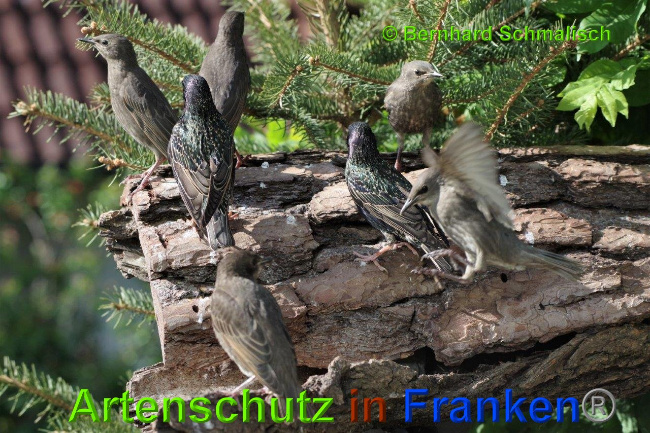 © Artenschutz in Franken® / Bernhard Schmalisch Bild zum Eintrag (1025293-160)