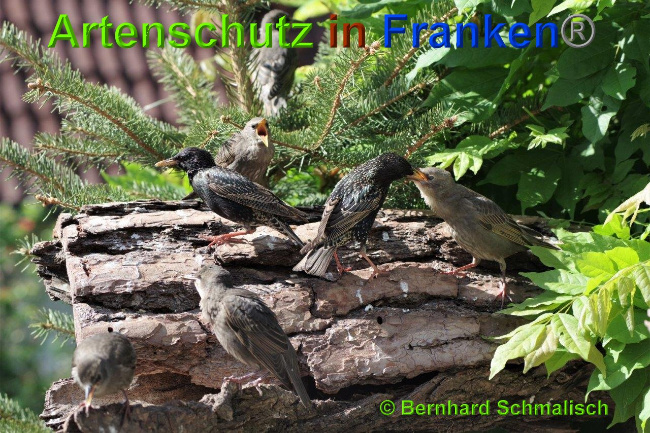© Artenschutz in Franken® / Bernhard Schmalisch Bild zum Eintrag (1025294-160)