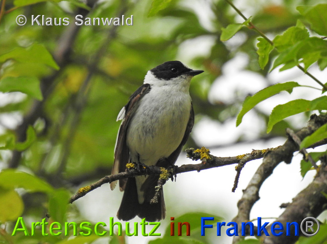 © Artenschutz in Franken® / Klaus Sanwald Bild zum Eintrag (1025444-160)