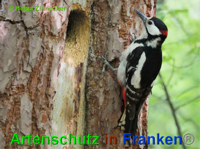 © Artenschutz in Franken® / Helga Zinnecker Bild zum Eintrag (1025728-160)