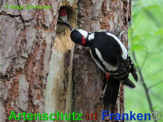 © Artenschutz in Franken® / Helga Zinnecker Bild zum Eintrag (1025729-160)