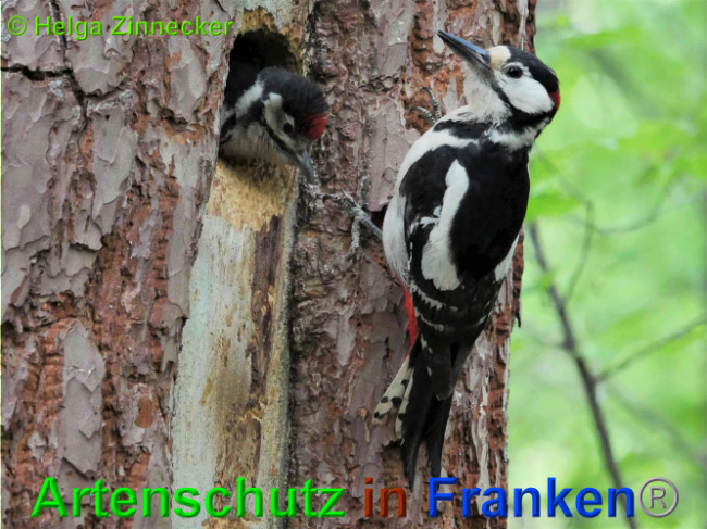 © Artenschutz in Franken® / Helga Zinnecker Bild zum Eintrag (1025730-160)