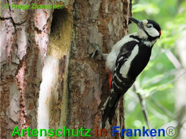 © Artenschutz in Franken® / Helga Zinnecker Bild zum Eintrag (1025732-160)