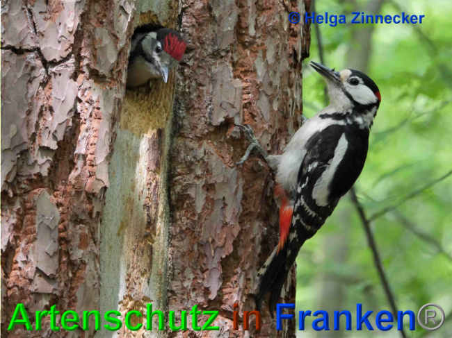 © Artenschutz in Franken® / Helga Zinnecker Bild zum Eintrag (1025733-160)
