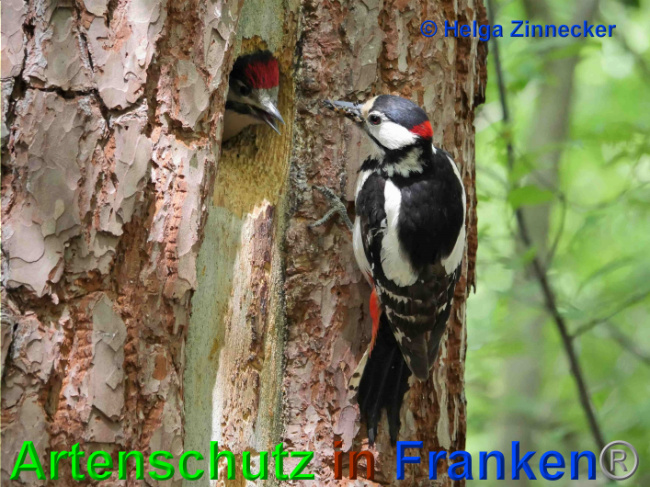 © Artenschutz in Franken® / Helga Zinnecker Bild zum Eintrag (1025734-160)