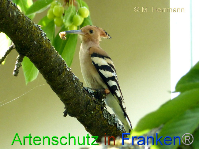 © Artenschutz in Franken® / M. Herrmann Bild zum Eintrag (1025822-160)