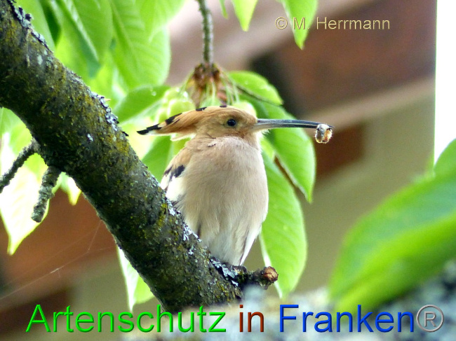 © Artenschutz in Franken® / M. Herrmann Bild zum Eintrag (1025823-160)