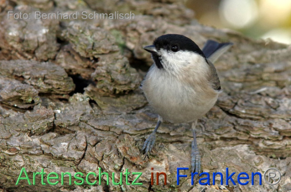 Copyright AiF / Bernhard Schmalisch Bild zum Eintrag (102618-160)