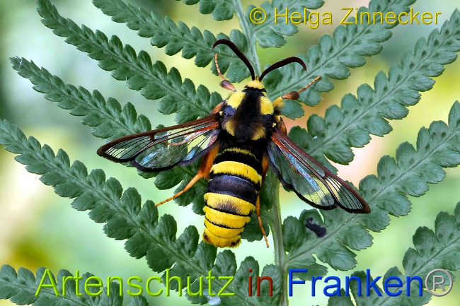 © Artenschutz in Franken® / Helga Zinnecker Bild zum Eintrag (1026426-160)