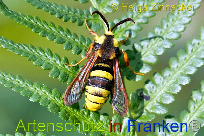 © Artenschutz in Franken® / Helga Zinnecker Bild zum Eintrag (1026427-160)