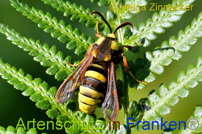 © Artenschutz in Franken® / Helga Zinnecker Bild zum Eintrag (1026428-160)