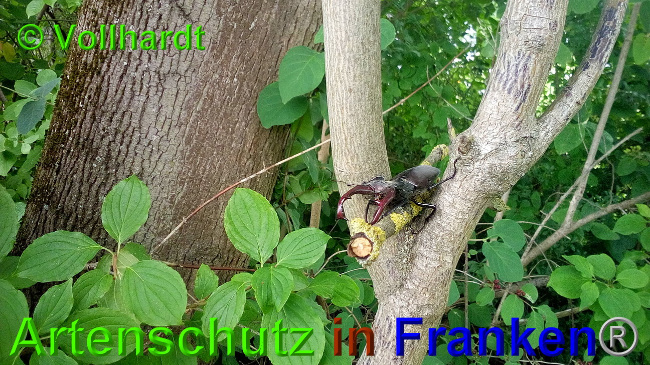 © Artenschutz in Franken® / Vollhardt Bild zum Eintrag (1026606-160)