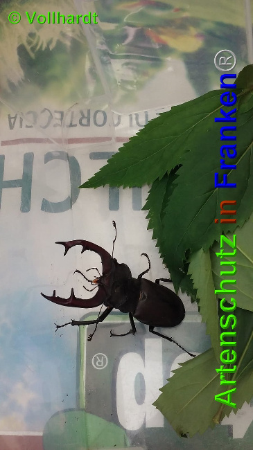 © Artenschutz in Franken® / Vollhardt Bild zum Eintrag (1026610-160)