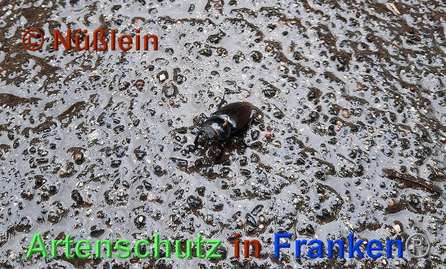 © Artenschutz in Franken® / B.Nüßlein Bild zum Eintrag (1026790-160)