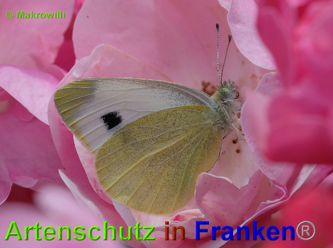 © Artenschutz in Franken® / Makrowilli Bild zum Eintrag (1027133-160)