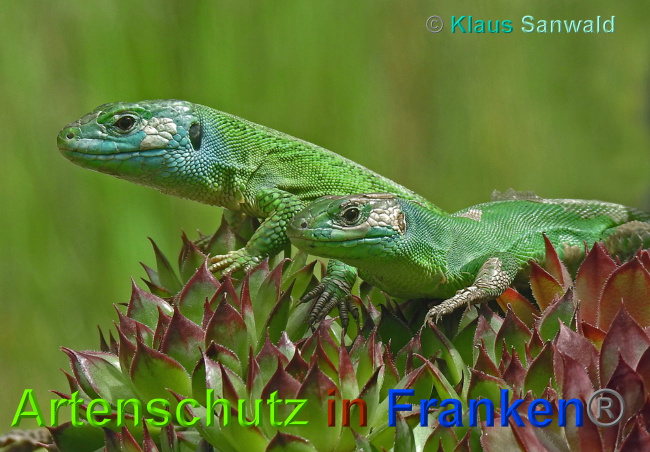 © Artenschutz in Franken® / Klaus Sanwald Bild zum Eintrag (1027387-160)