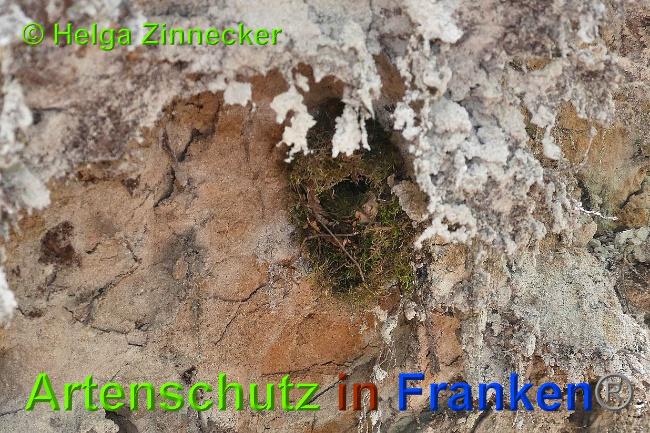 © Artenschutz in Franken® / Helga Zinnecker Bild zum Eintrag (1027511-160)