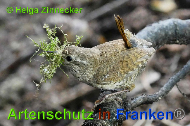 © Artenschutz in Franken® / Helga Zinnecker Bild zum Eintrag (1027512-160)