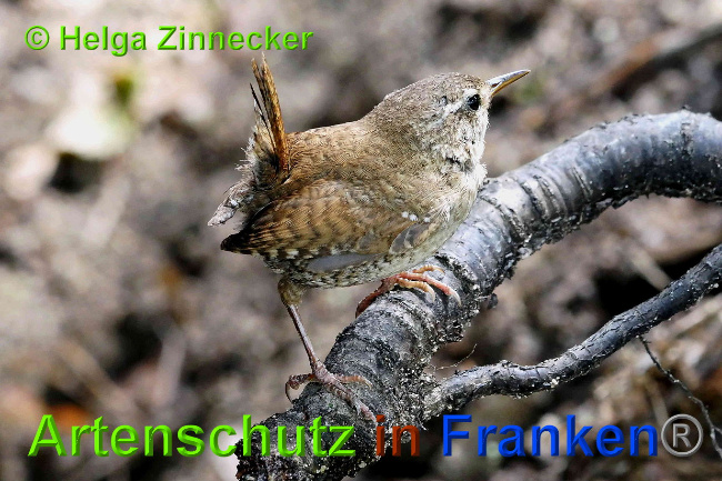 © Artenschutz in Franken® / Helga Zinnecker Bild zum Eintrag (1027514-160)