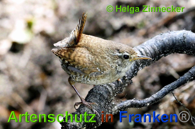 © Artenschutz in Franken® / Helga Zinnecker Bild zum Eintrag (1027515-160)
