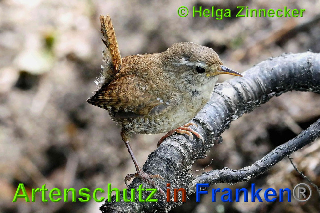 © Artenschutz in Franken® / Helga Zinnecker Bild zum Eintrag (1027516-160)