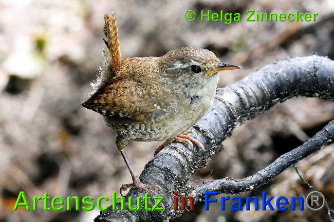 © Artenschutz in Franken® / Helga Zinnecker Bild zum Eintrag (1027519-160)