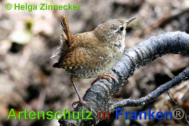 © Artenschutz in Franken® / Helga Zinnecker Bild zum Eintrag (1027520-160)