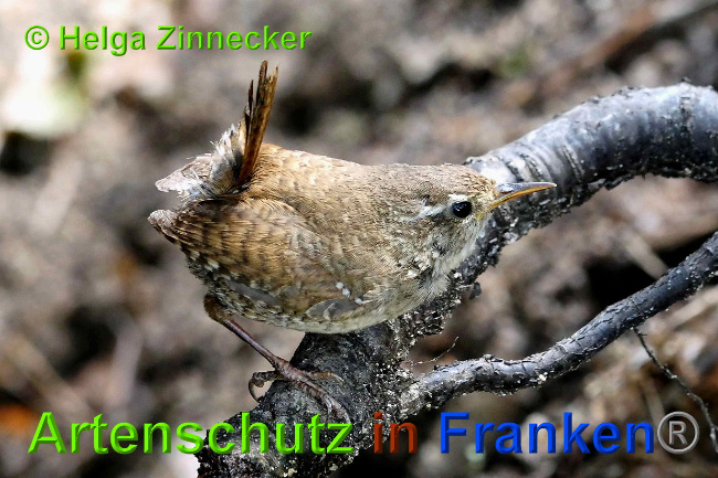 © Artenschutz in Franken® / Helga Zinnecker Bild zum Eintrag (1027521-160)