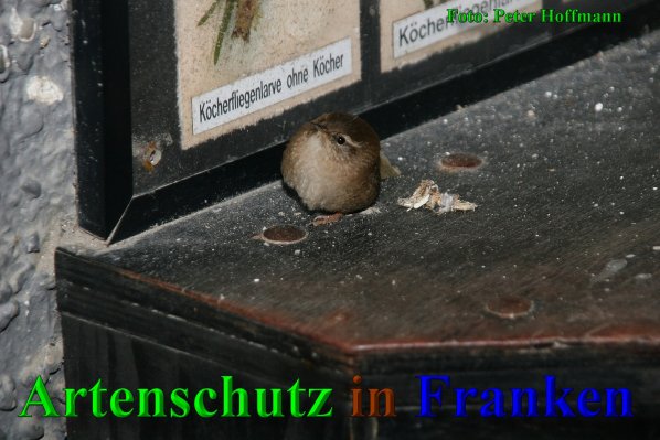 Copyright AiS - Peter Hoffmann Bild zum Eintrag (1027524-160)