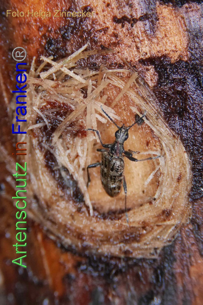 Copyright AiF / Helga Zinnecker Bild zum Eintrag (102766-160)