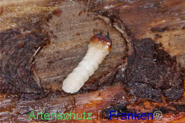 Copyright AiF / Helga Zinnecker Bild zum Eintrag (102767-160)