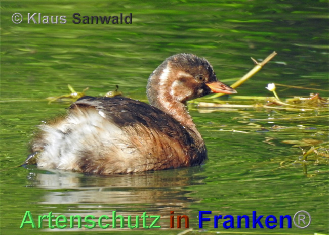 © Artenschutz in Franken® / Klaus Sanwald Bild zum Eintrag (1027740-160)