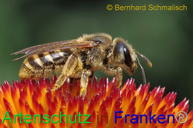 © Artenschutz in Franken® / Bernhard Schmalscih Bild zum Eintrag (1027809-160)