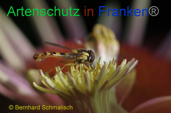 © Artenschutz in Franken® / Bernhard Schmalisch Bild zum Eintrag (1027947-160)