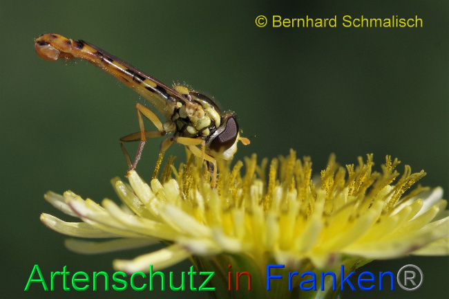 © Artenschutz in Franken® / Bernhard Schmalisch Bild zum Eintrag (1027948-160)