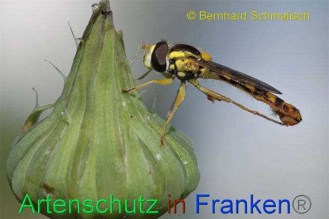 © Artenschutz in Franken® Bernhard Schmalisch Bild zum Eintrag (1027953-160)