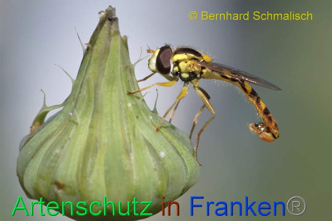 © Artenschutz in Franken® Bernhard Schmalisch Bild zum Eintrag (1027954-160)