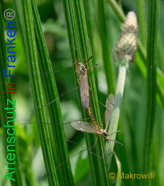 © Artenschutz in Franken® / Makrowilli Bild zum Eintrag (1027972-160)