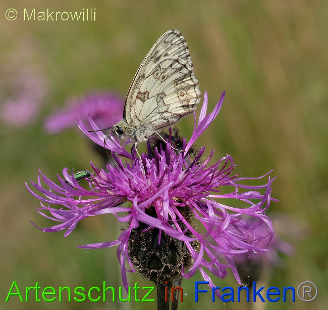© Artenschutz in Franken® / Makrowilli Bild zum Eintrag (1028047-160)