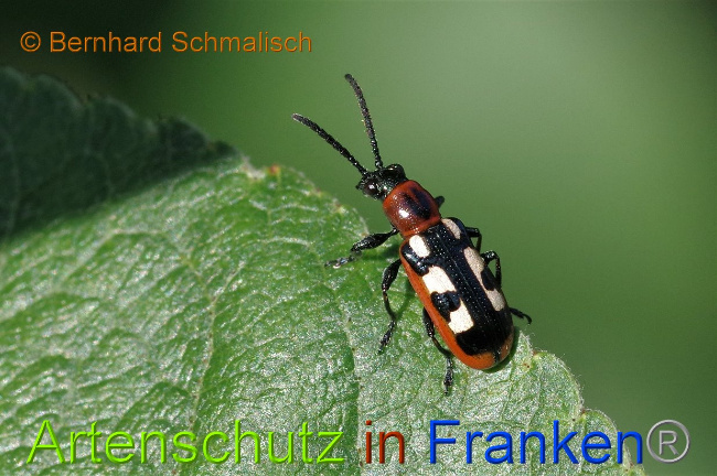 © Artenschutz in Franken® / Bernhard Schmalisch Bild zum Eintrag (1028455-160)