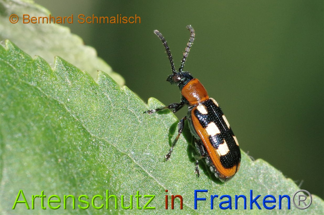 © Artenschutz in Franken® / Bernhard Schmalisch Bild zum Eintrag (1028457-160)