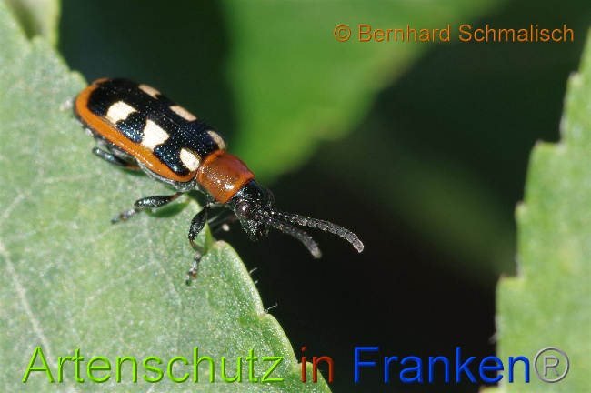 © Artenschutz in Franken® / Bernhard Schmalisch Bild zum Eintrag (1028458-160)