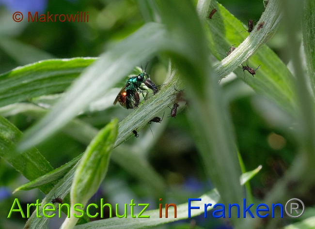 © Artenschutz in Franken® / Makrowilli Bild zum Eintrag (1028504-160)