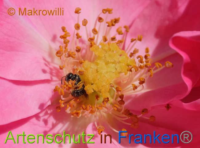 © Artenschutz in Franken® / Makrowilli Bild zum Eintrag (1028534-160)