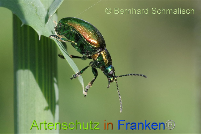 © Artenschutz in Franken® / Bernhard Schmalisch Bild zum Eintrag (1028634-160)