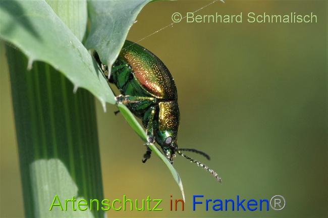 © Artenschutz in Franken® / Bernhard Schmalisch Bild zum Eintrag (1028635-160)
