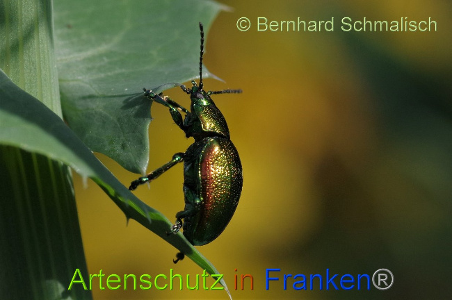 © Artenschutz in Franken® / Bernhard Schmalisch Bild zum Eintrag (1028637-160)